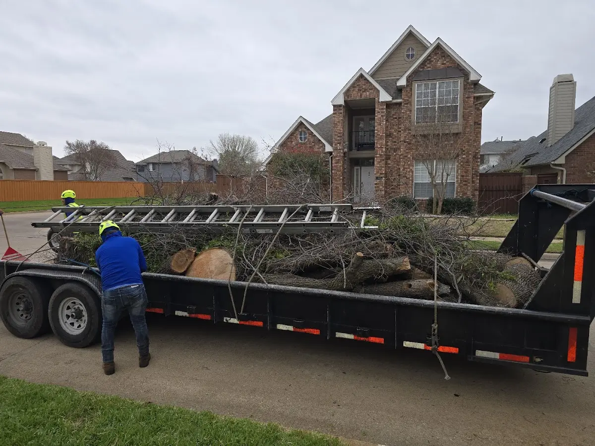 Expert Tree Pest Control with proper safety equipment in Lane